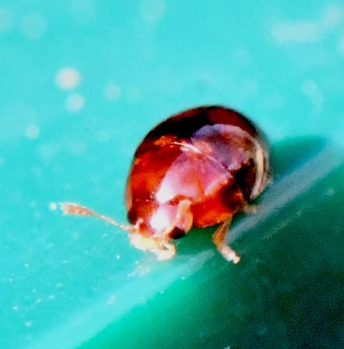 Cybocephalus sp.